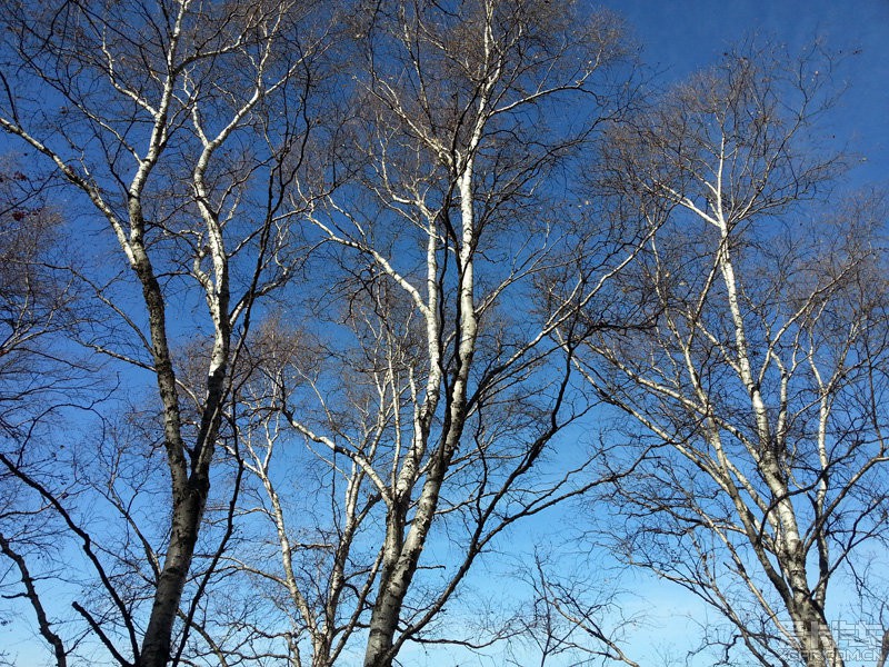 白桦树冬天的叶子图片图片