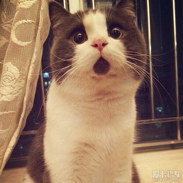 猫惊讶张嘴的表情图片