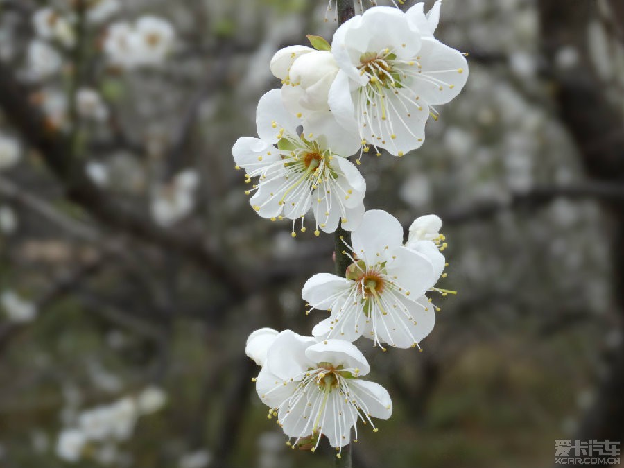 青梅花颜色图片