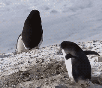模仿企鹅走路图片