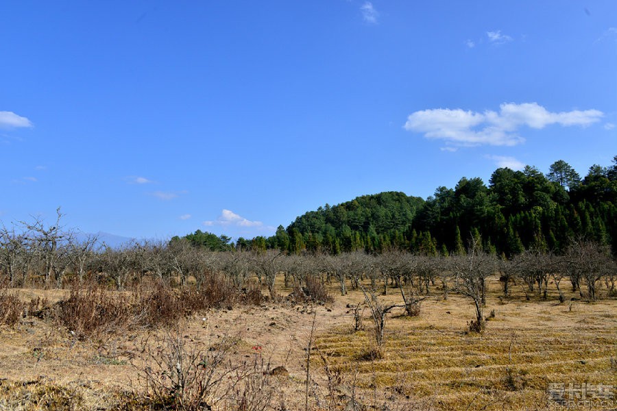 第三章 騰衝火山公園 從大空山走到小空山穿過這片林子要近一點