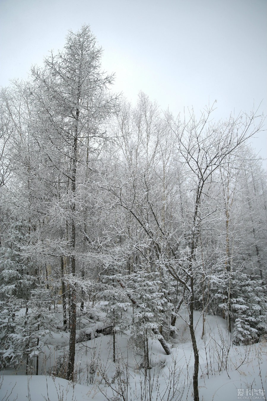 > 【喜羊羊】再走東北——暴風雪中的童話世界