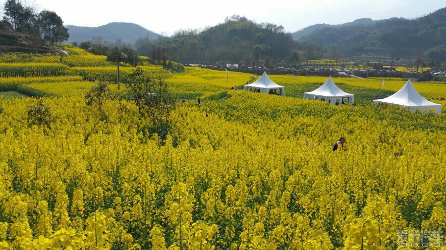 重庆路油菜花