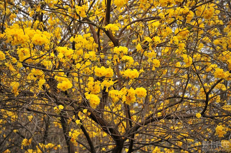 > 中心公園盛開那一片黃風鈴花