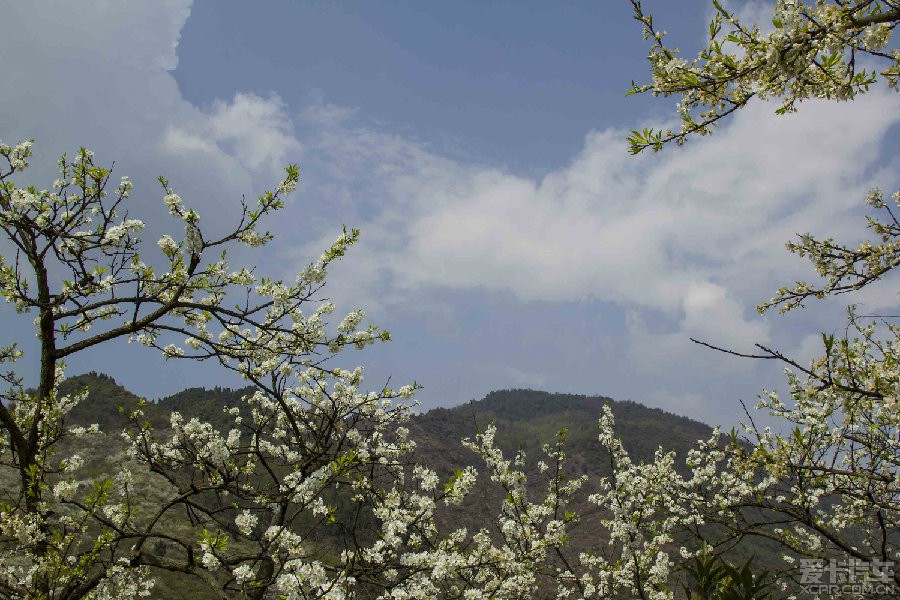 三月花季彭州葛仙山梨花消費一日遊