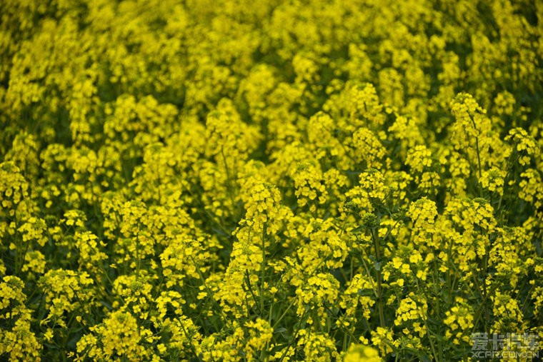 油菜花开满地黄图片