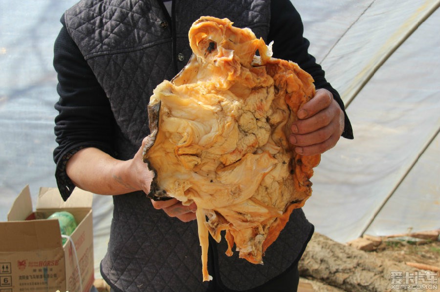 太歲肉靈芝因為聚合的菌體不同,所以形成獨特的食物鏈,在這個菌體團中