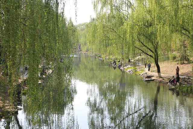 北京长河早春行: 高梁桥畔,绿柳与红花争春