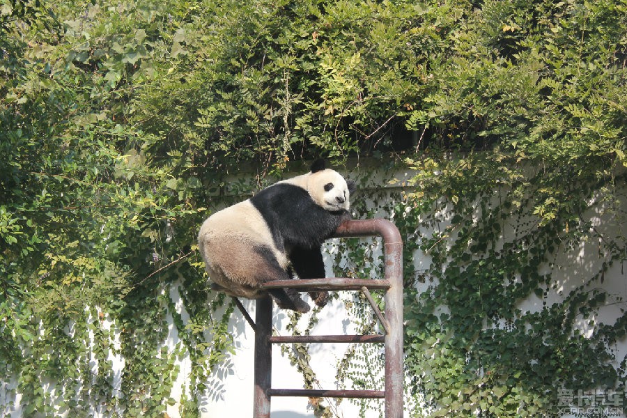 鼓岭熊猫山庄图片