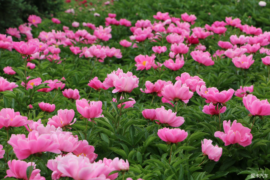 > 【景逸出遊】小5帶我植物園去happy之芍藥篇!