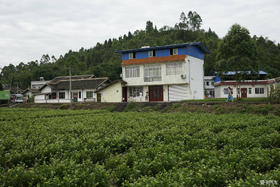 犍为县茉莉花基地图片