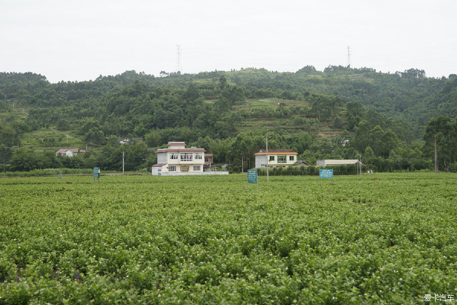 犍为县茉莉花基地图片