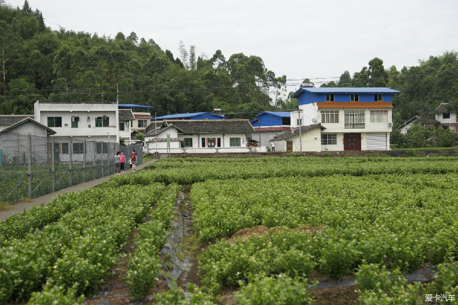 犍为县茉莉花基地图片