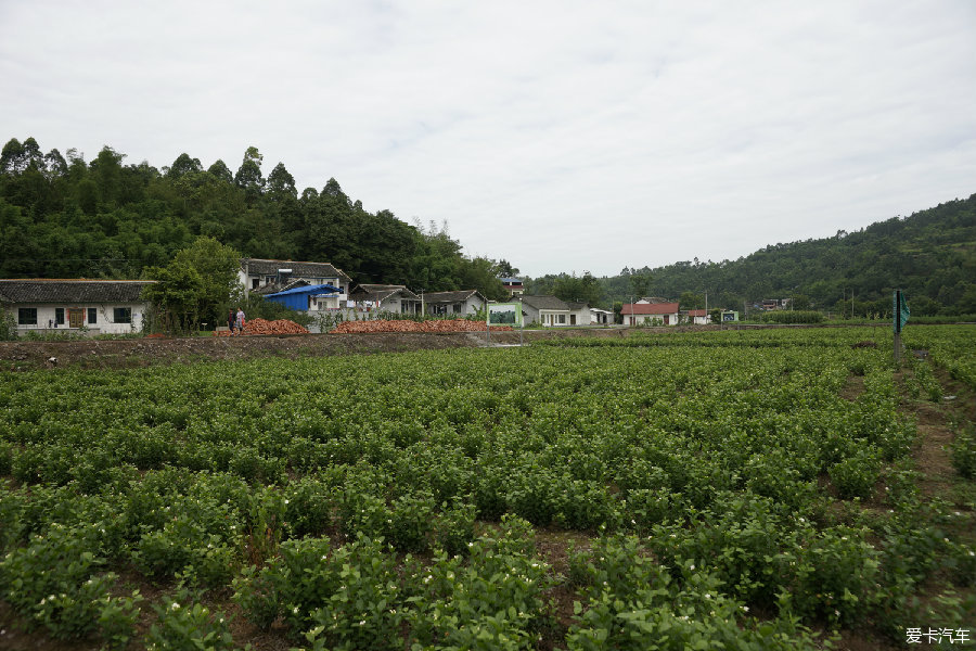 犍为县茉莉花基地图片