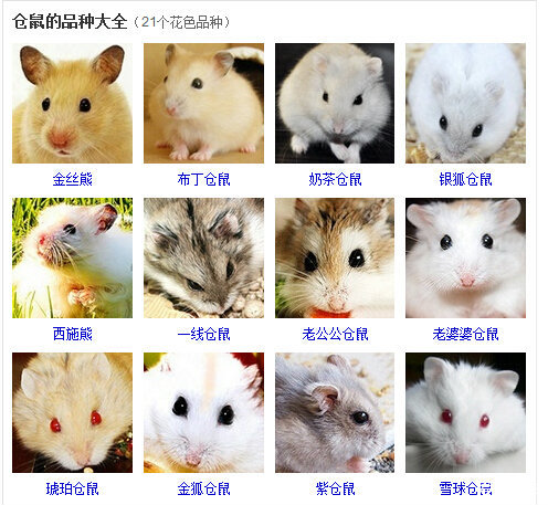 原来鼠鼠也有这么多分类你造吗