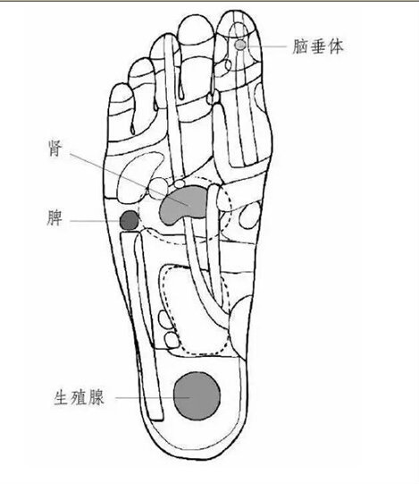 大脚趾脑垂体位置图图片