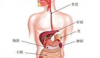肝肺和胃的位置示意图图片