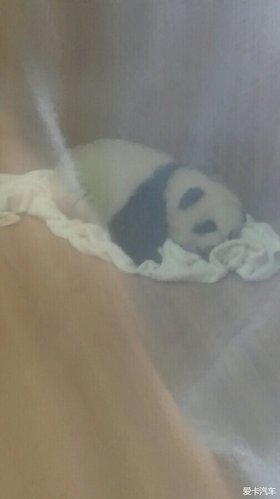 ɽת̷Ͽݷè