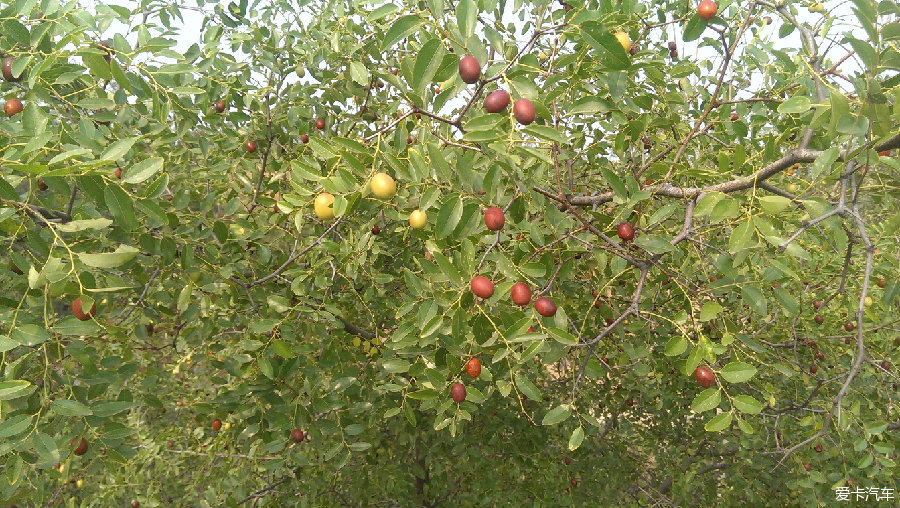 這是小酸棗