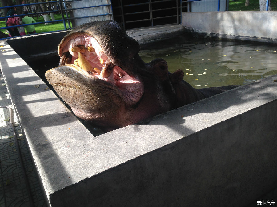 動物園與c3一日遊