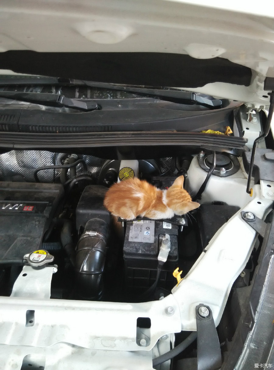 【图】发动机舱进猫,求解决办法