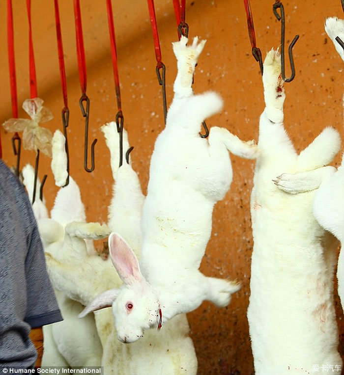 【图】(hsi)公布影片揭露中国地下屠宰场残忍处理兔子