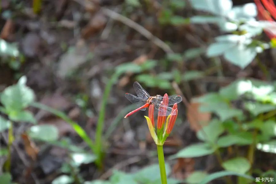 曼珠沙華——紅色彼岸花 曼陀羅華——白色彼岸花