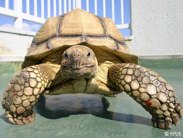 苏卡达龟