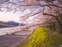 樱花季节的岛国游记