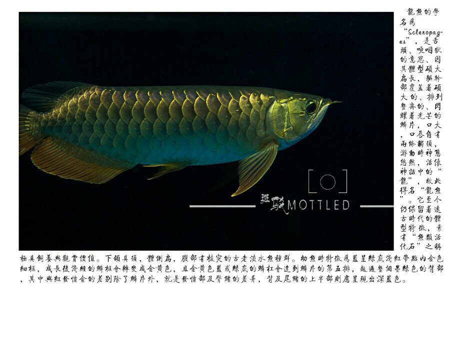 风水鱼排行榜_2019年办公室风水鱼解析