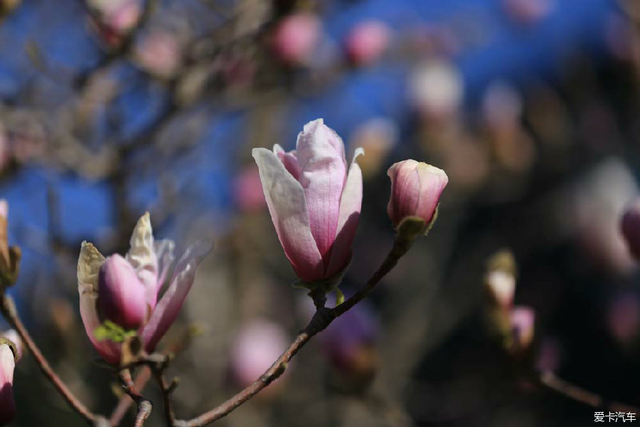 實拍看玉蘭花的好地方北京國際雕塑公園