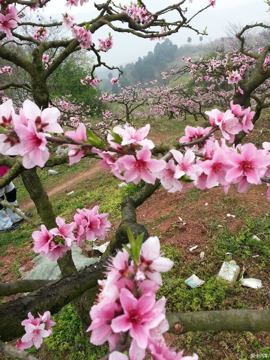 走马观花—看龙泉山满山桃花开