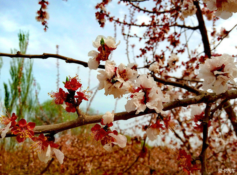 托克遜杏花