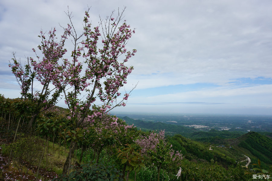 三郎鎮櫻花山想去耍的週末可行