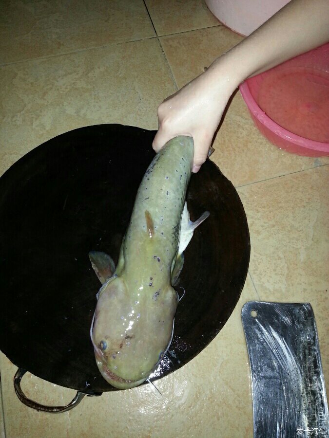 广西山鲶鱼图片