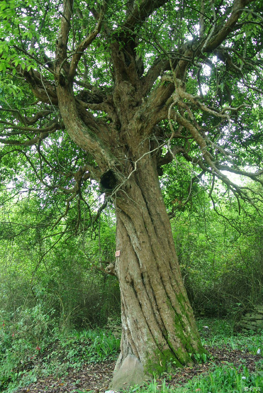 蒙子树的长像图片