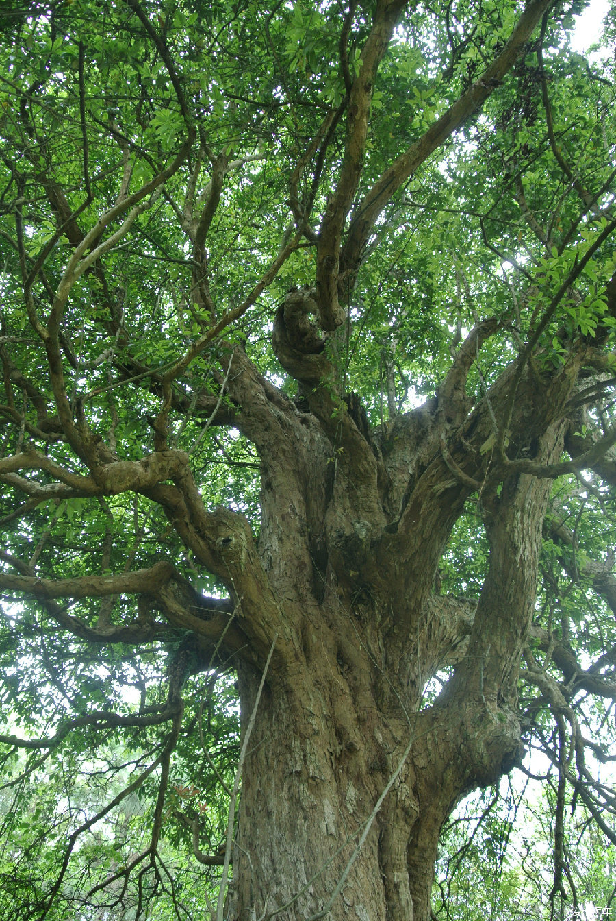 蒙子树的长像图片