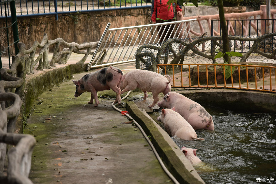 水浮莲养猪图片