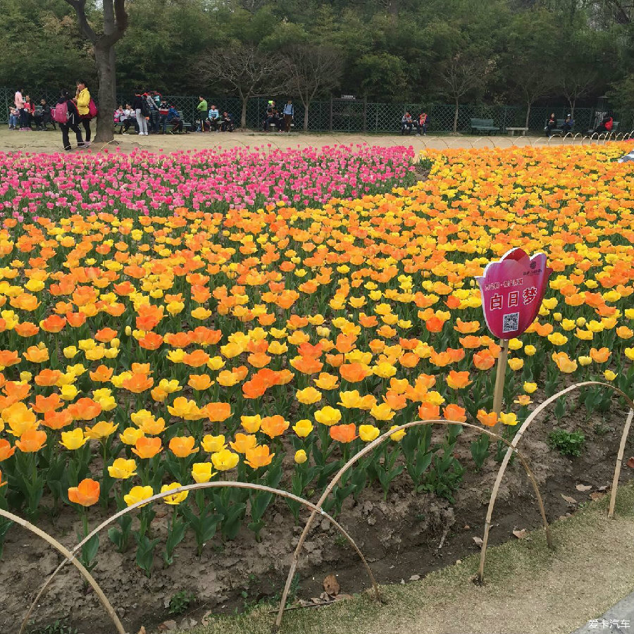 鮮花盛開的公園,吸引了大量周圍的居民,他們也和我一樣來感受春天的