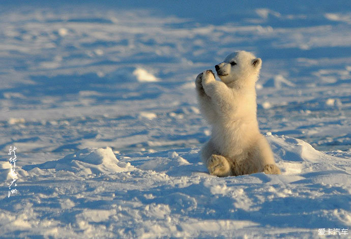 可爱的北极熊宝宝