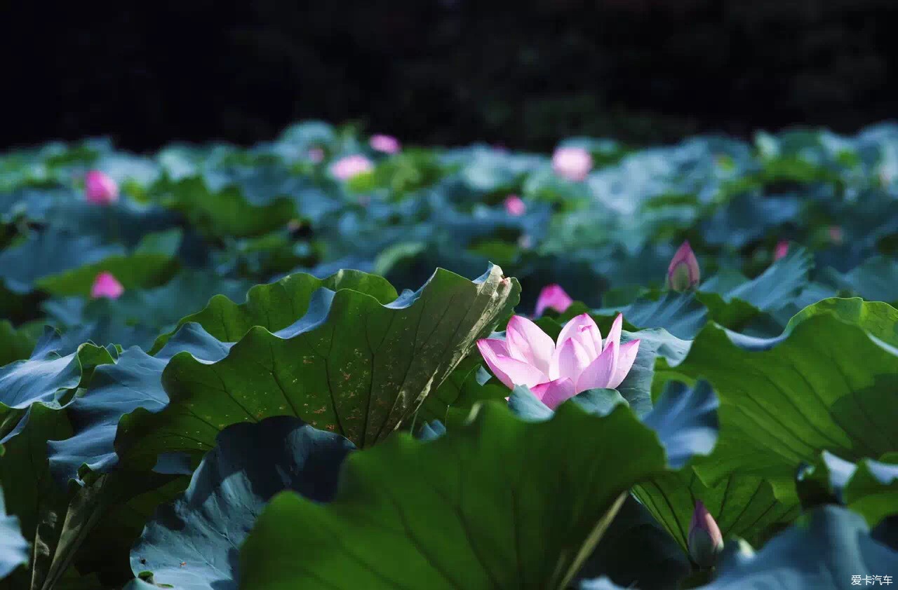 > 廣州最美荷花池||荔灣湖公園