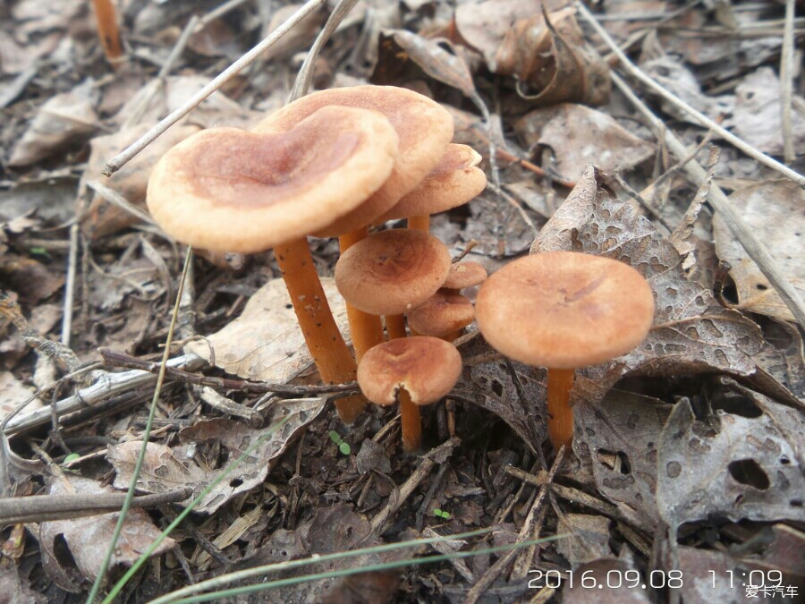 鸡冠子蘑菇图片图片