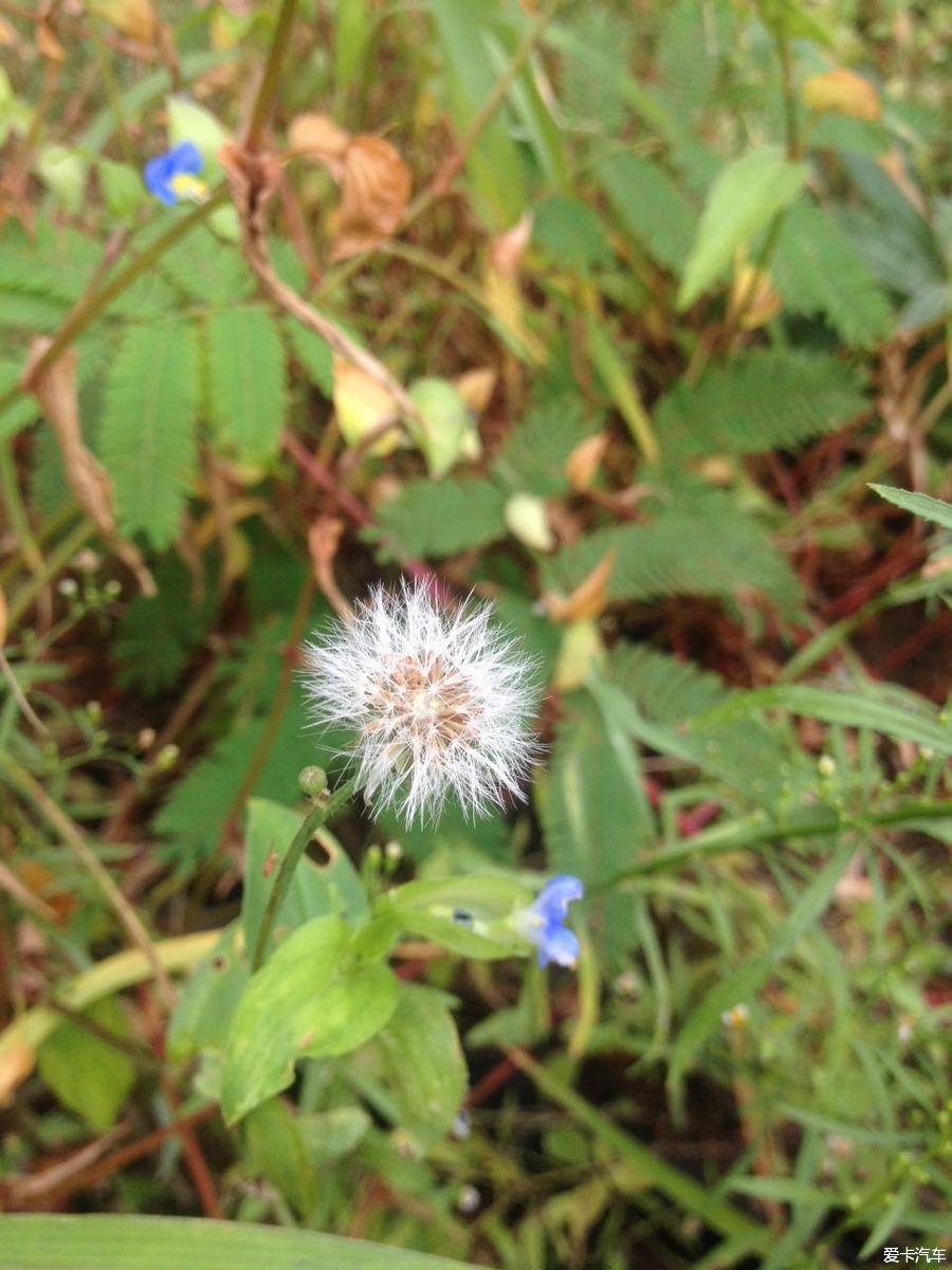 单位午休闲来无事，随拍几张花花草草