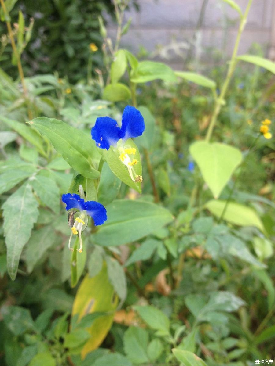 单位午休闲来无事，随拍几张花花草草
