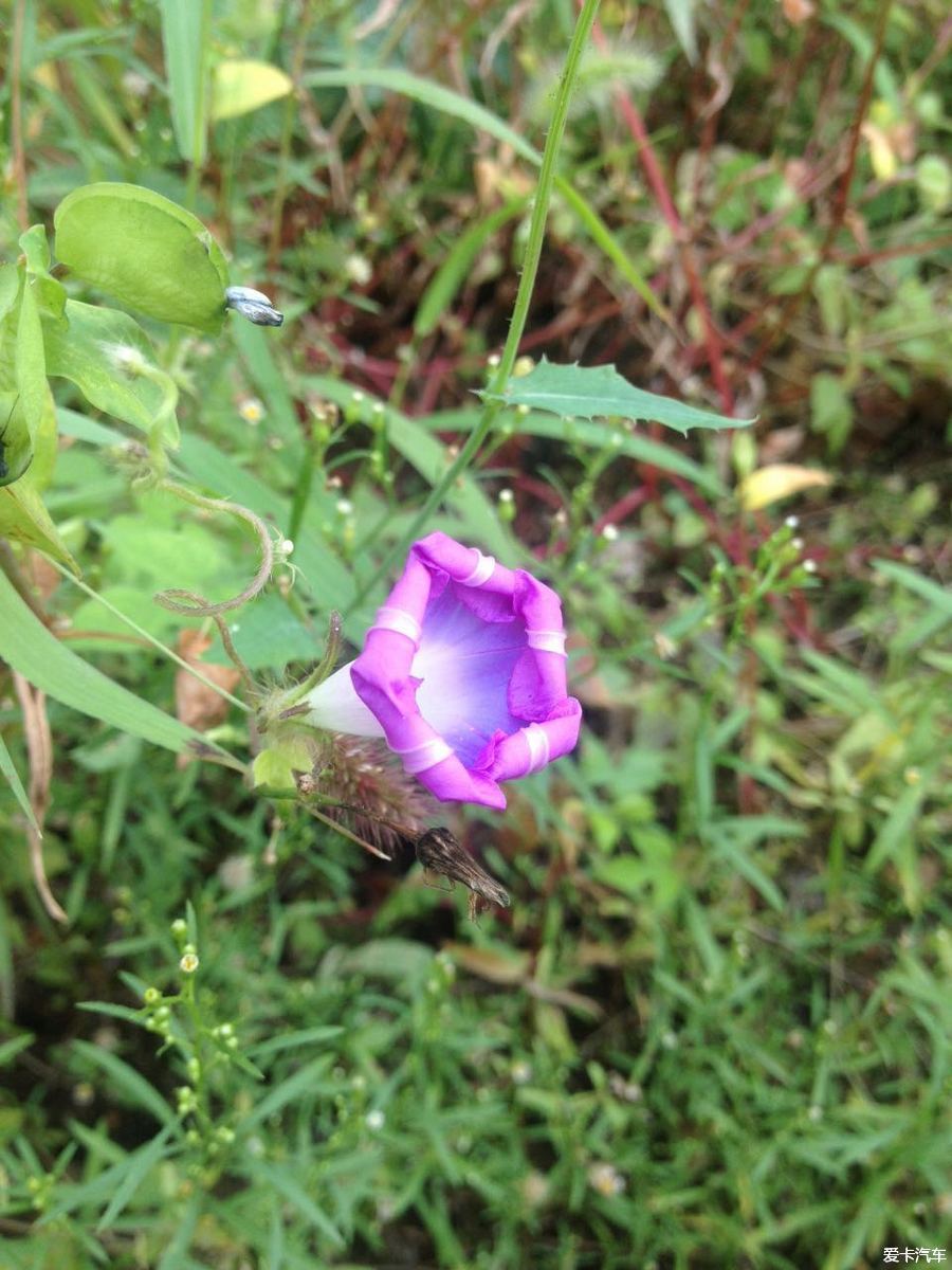 单位午休闲来无事，随拍几张花花草草