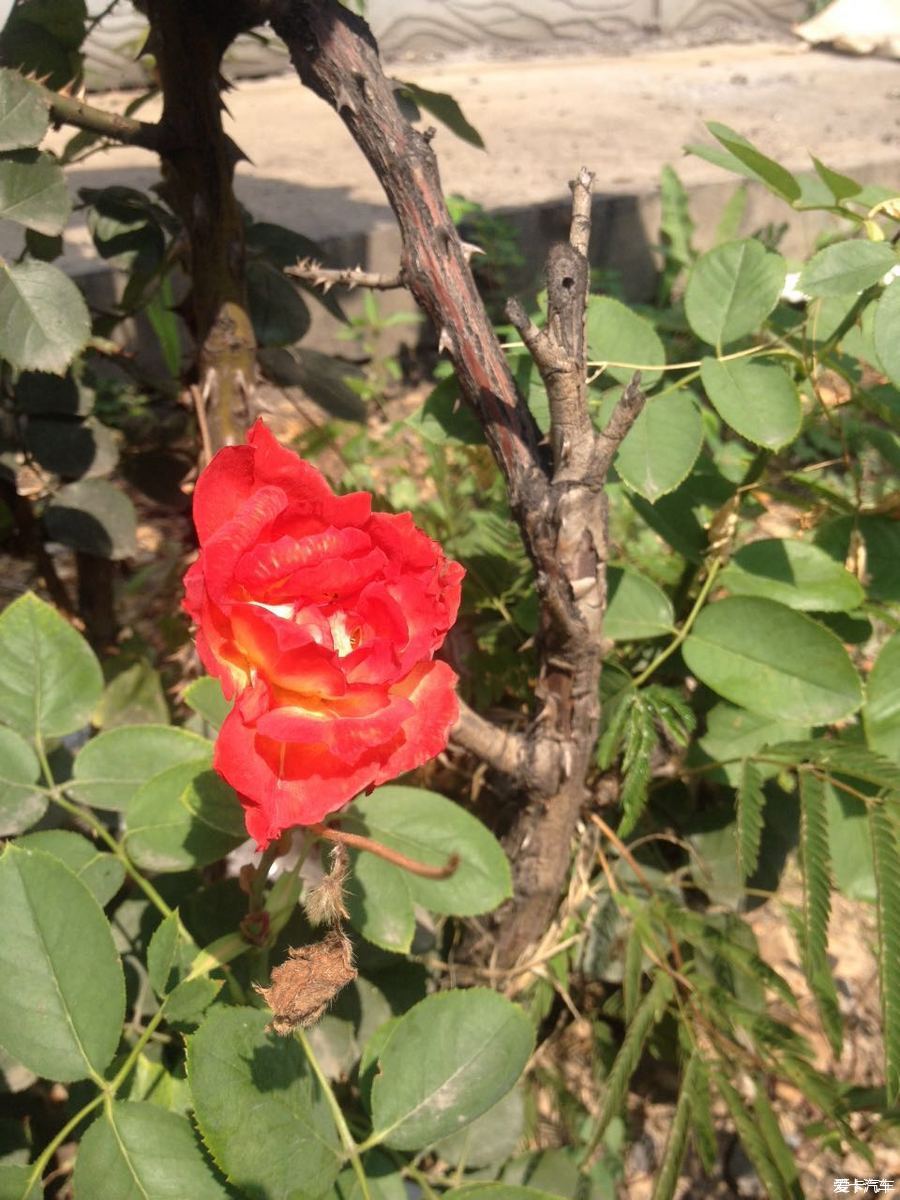 单位午休闲来无事，随拍几张花花草草
