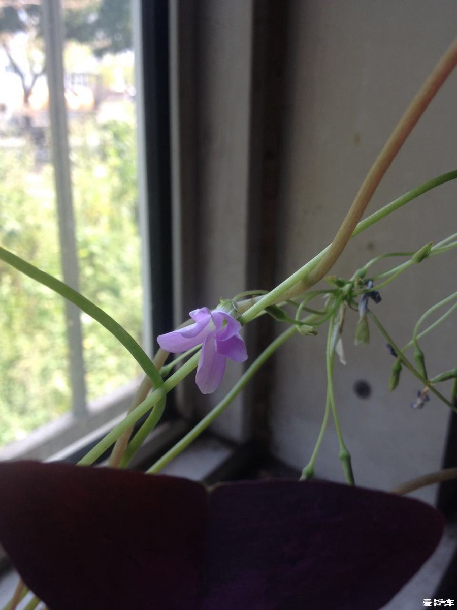 单位午休闲来无事，随拍几张花花草草