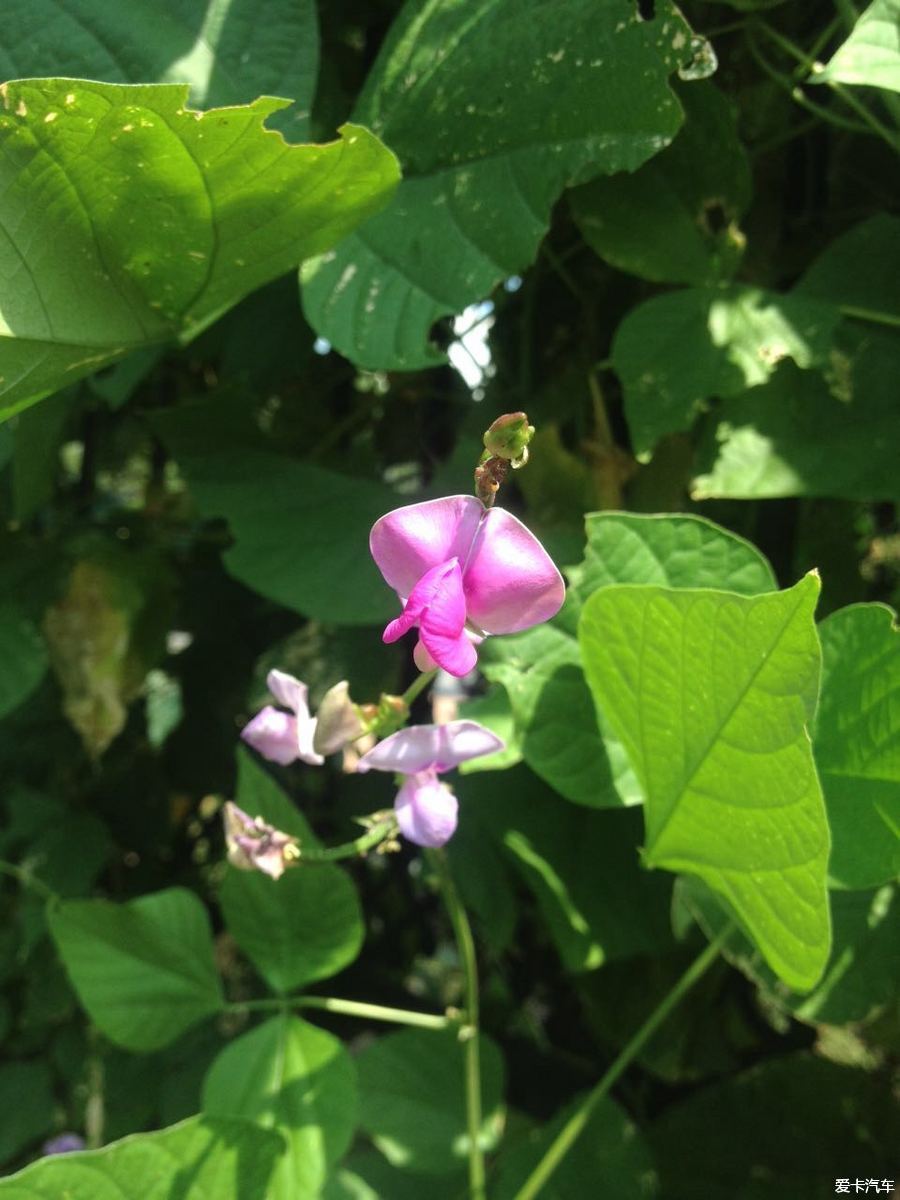 单位午休闲来无事，随拍几张花花草草