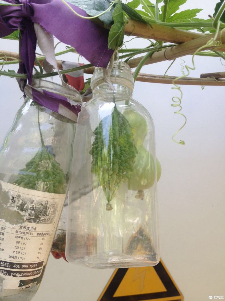 单位午休闲来无事，随拍几张花花草草