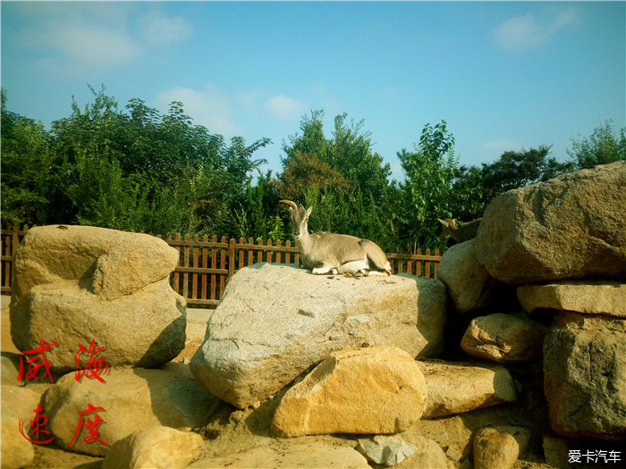 十一暢遊煙臺動物園威海速度出品